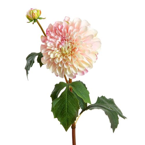 Dahlia Short stem D101P