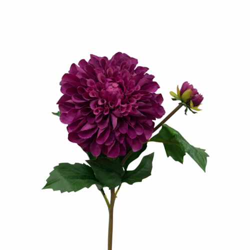 Dahlia Short stem D101PU