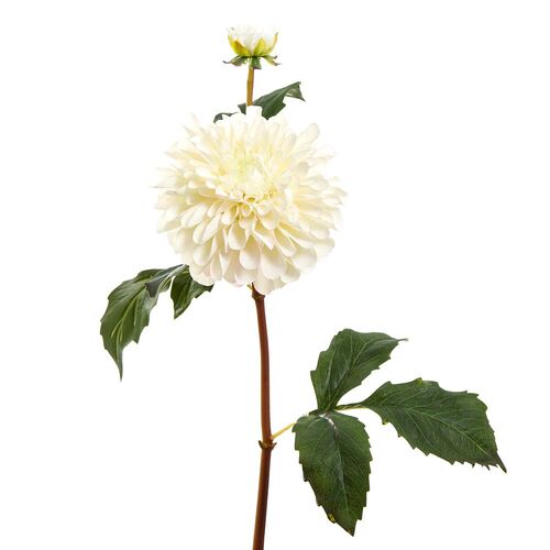 Dahlia Short stem D101W