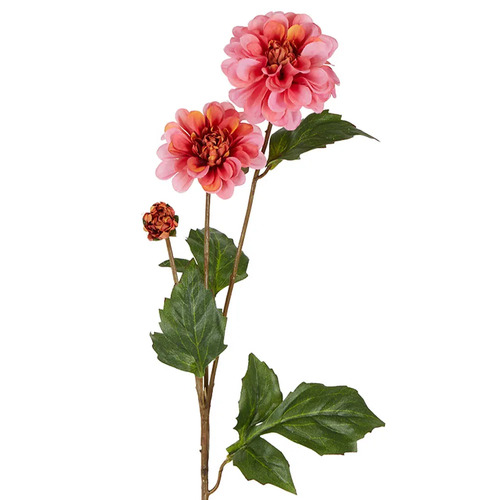 DAHLIA STEM D293P