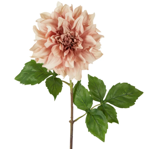 Dried Dahlia D91LP