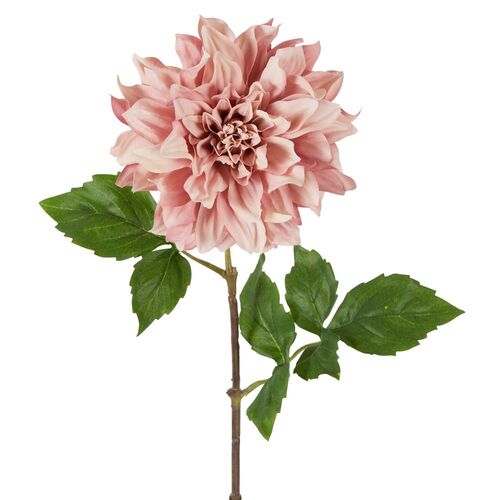 Dried Dahlia D91P