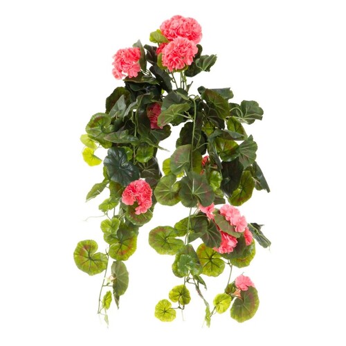 Geranium Coral Hanging bush DB01216202
