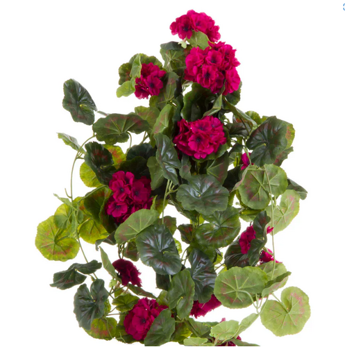 Geranium Magenta Hanging bush  DB01216206