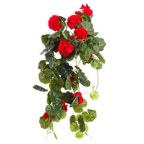 Geranium Red Hanging bush  DB0121624