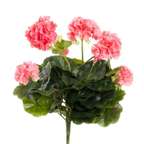 Geranium Bush DB0125202-PCH