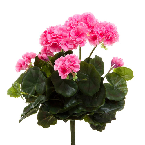 Geranium Bush DB0125217-PNK