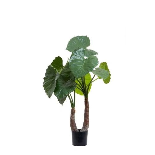 Alocasia Calidora Potted DBAC113