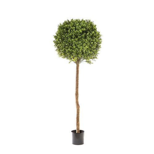 Boxwood Ball Tree 1.5m DBBB152736