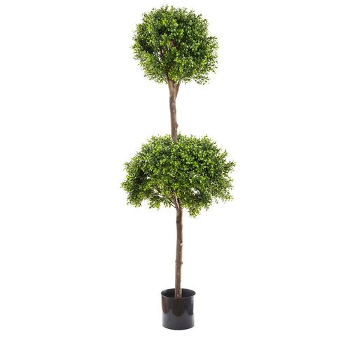 Boxwood Double Ball Tree 1.7m DBBDB52700