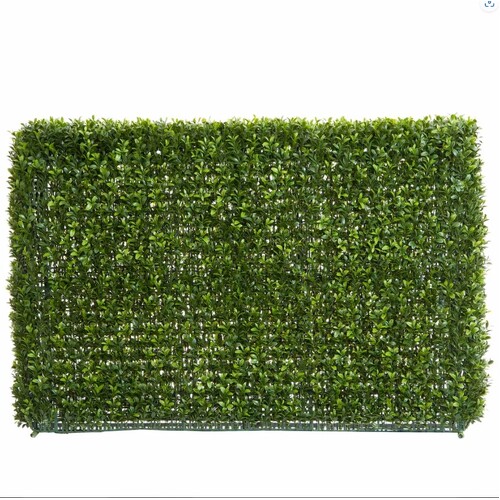 Boxwood Hedge DBBH55x95