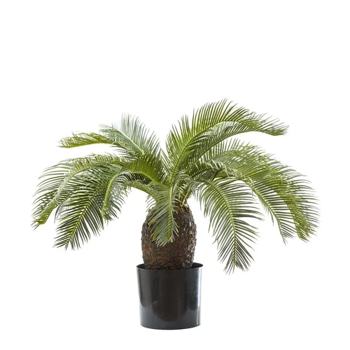 Cycad Palm 65cm DBCP6519