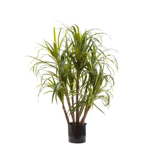 DRACAENA MARGINATA PLANT 1.3m DBDM310