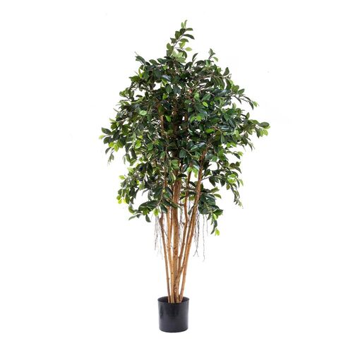 Ficus Retusa Tree 1.8m DBFR52160