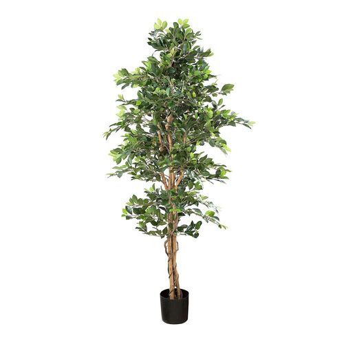 Ficus Retusa Tree 1.8m DBFV51008