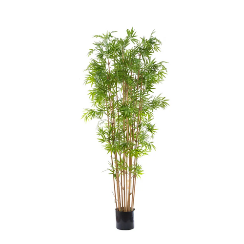Japanese Bamboo Tree 1.9m DBJB63680