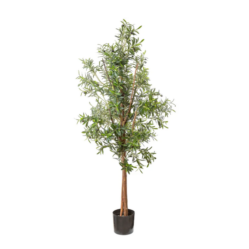 Medium Olive Tree 1.7m DBOT53120