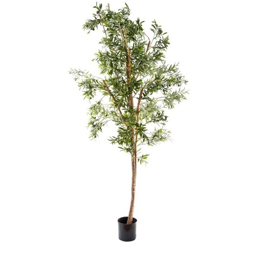 Extra Large Olive tree 2.4m DBOT74472