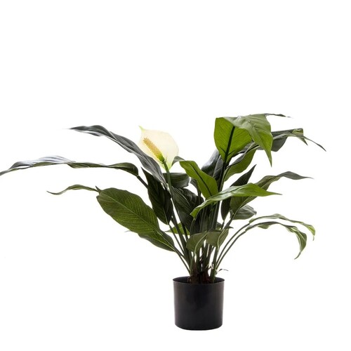 SPATHIPHYLLUM LILY  DBSL53W