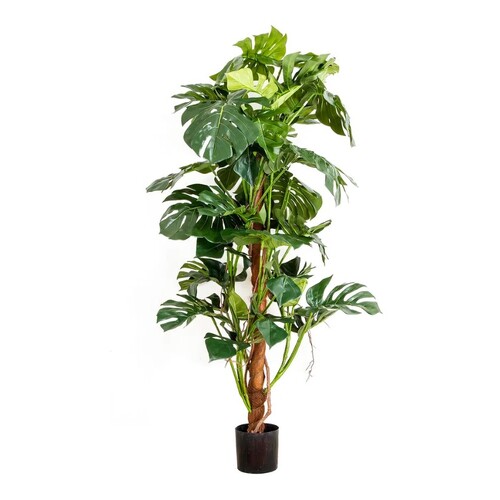 Split-Leaf Philodendron DBSP448