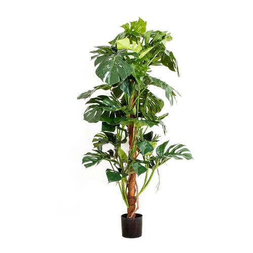 Split-leaf Philodendron 1.5M DBSP488