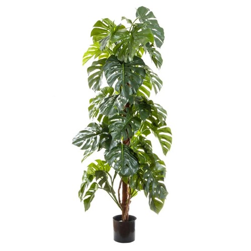 Split-Leaf Philodendron DBSP560