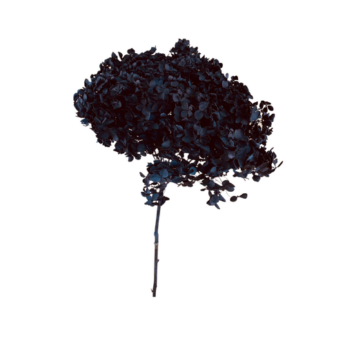 Dried Black Hydrangea Medium DF003-BLACK
