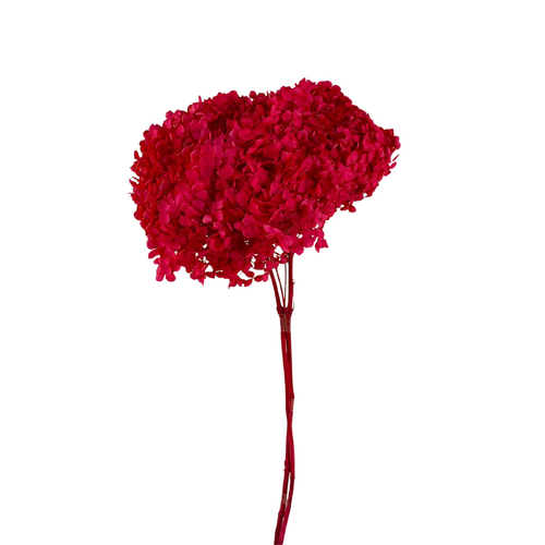 Dried Crimson Red Hydrangea Medium DF003-CRIMRED