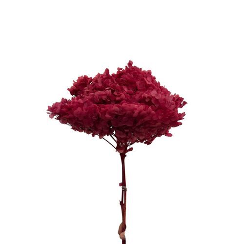 Dried Hydrangea Medium DF003-FUSCHIA