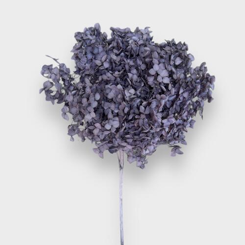 Dried Grey Hydrangea Medium DF003-GREYBLUE