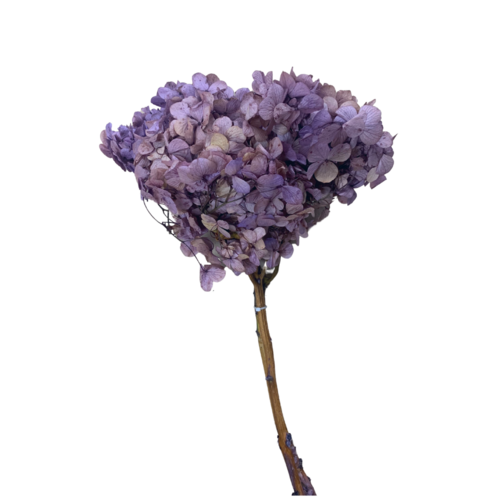 Dried Purple Hydrangea Medium DF003-PUR