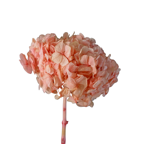 Dried Hydrangea Medium DF003-SAKPNK
