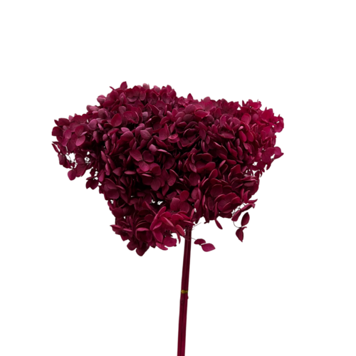 Dried WineHydrangea Medium DF003-WINE