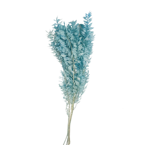Italian Ruscus DF009-LBL
