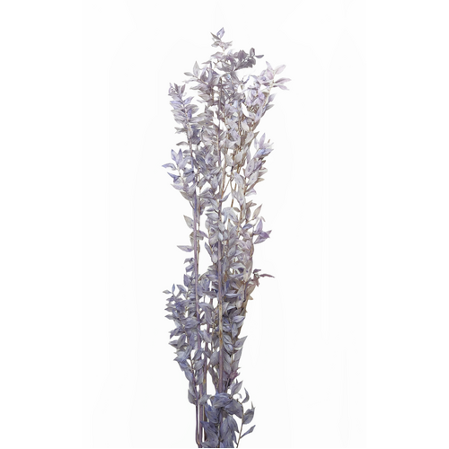Italian Ruscus DF009-LPUR