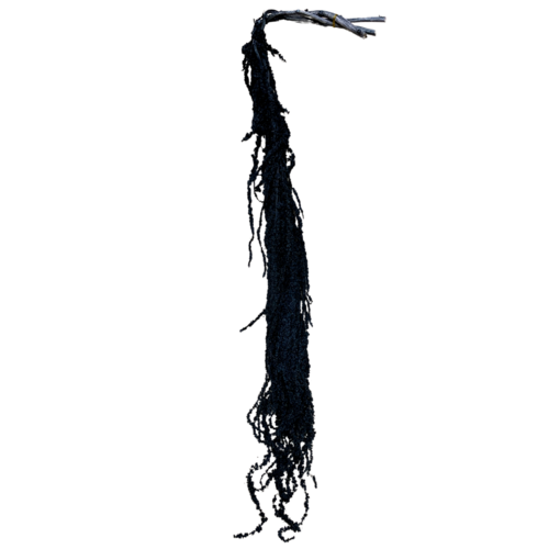 Preserved Brown Amaranthus DF011-BLK