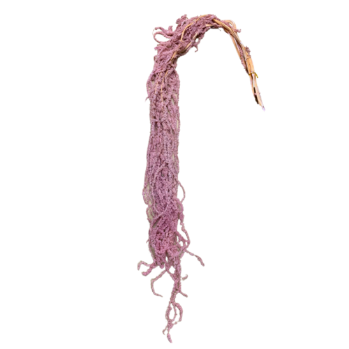 Preserved Dusty Pink Amaranthus DF011-DPNK