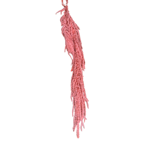 Preserved Pink Amaranthus DF011-PNK