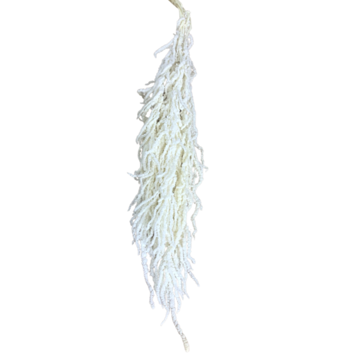 Preserved Amaranthus DF011-PUREWH
