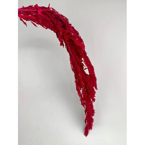 Preserved Red Amaranthus DF011-RED
