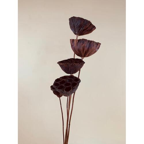 Preserved Lotus pod Spray DF012BROWN