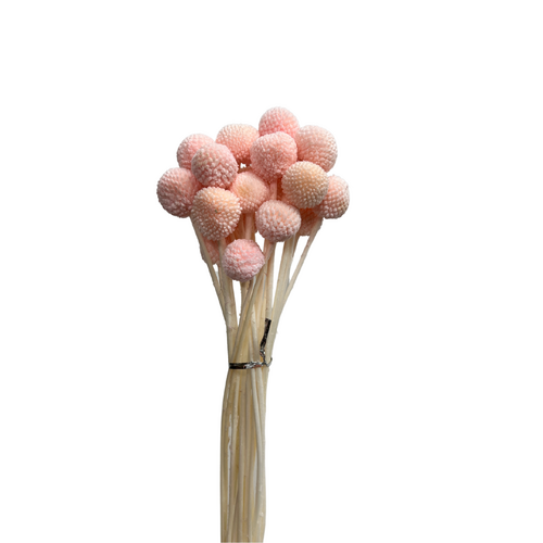 Preserved Billy Buttons DF013-PNK