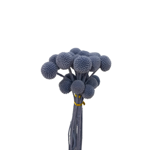 BILLY BUTTONS DF018-BL