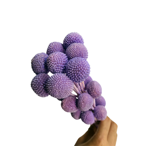 BILLY BUTTONS DF018-PUR