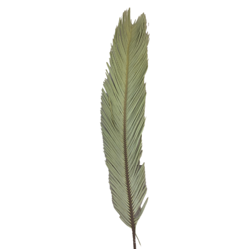 Date Palm Leaf