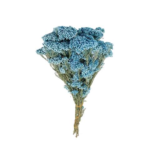 Rice Flower DF023-BLUE