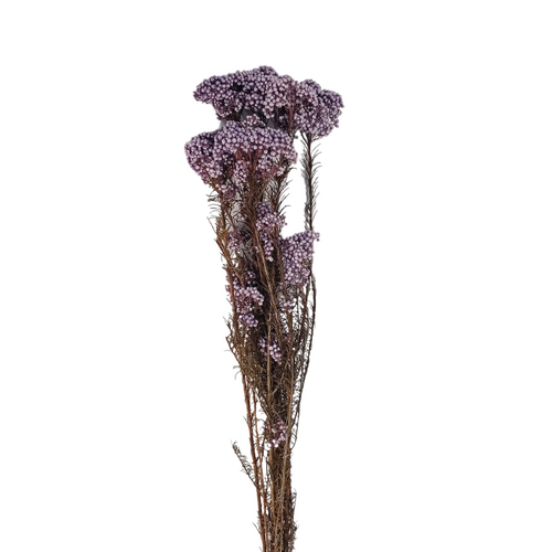 Rice Flower DF023-NA