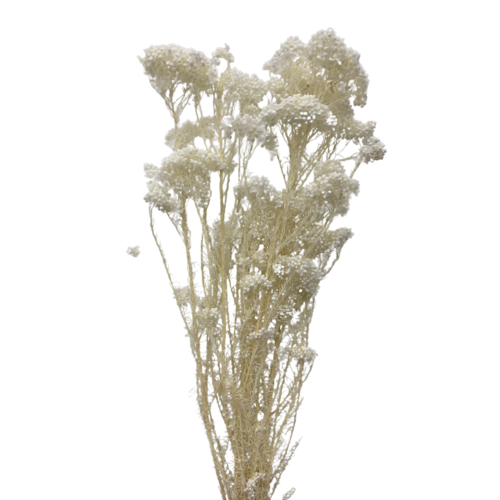 Rice Flower DF023-WH