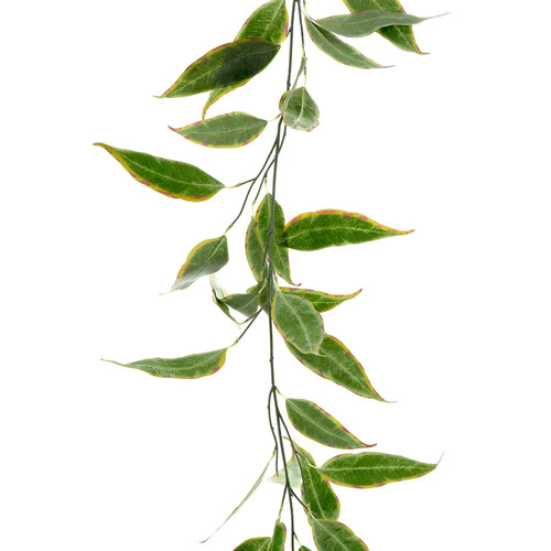 Eucalyptus Garland E37BGR
