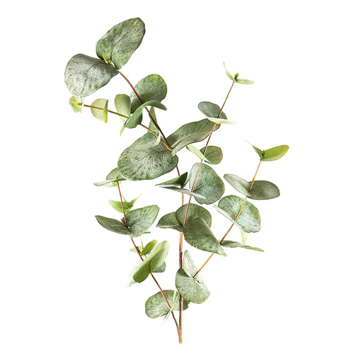 Eucalyptus Spray Large E42GRGRY